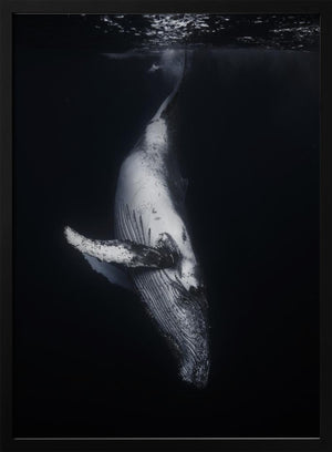 Tablou înramat „Black Whale” de Barathieu Gabriel