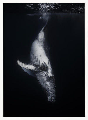 Tablou înramat „Black Whale” de Barathieu Gabriel