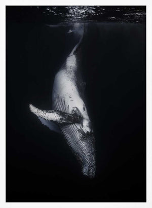 Tablou înramat „Black Whale” de Barathieu Gabriel