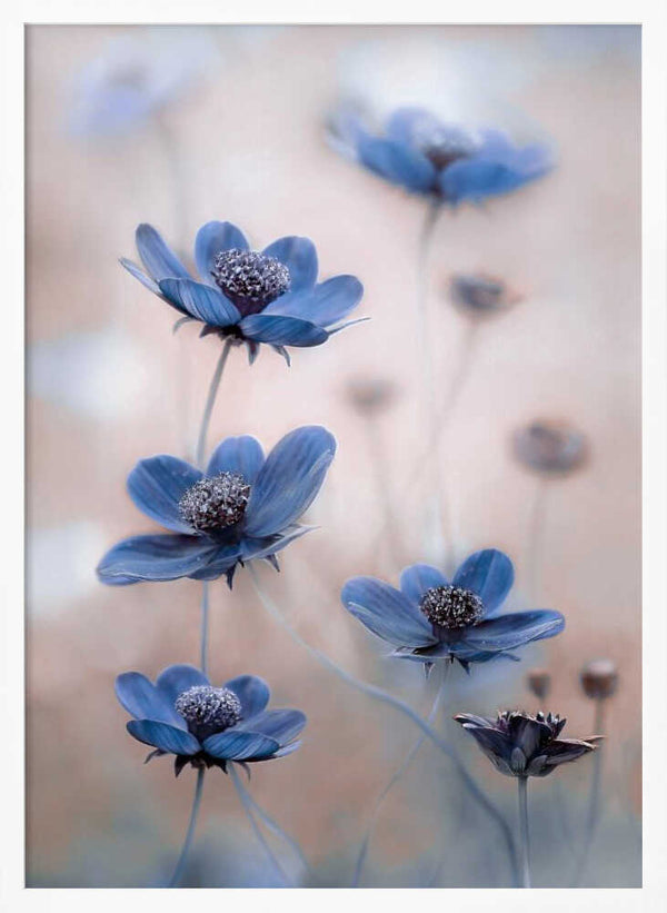 Tablou înramat „Cosmos blue” de Mandy Disher