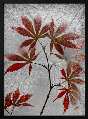 Tablou înramat „red maple” de Secundino Losada