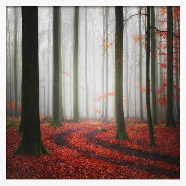 Tablou înramat „Autumnal Tracks” de Carsten Meyerdierks