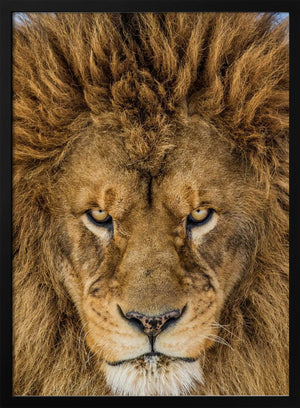 Tablou înramat „Serious Lion” de Mike Centioli