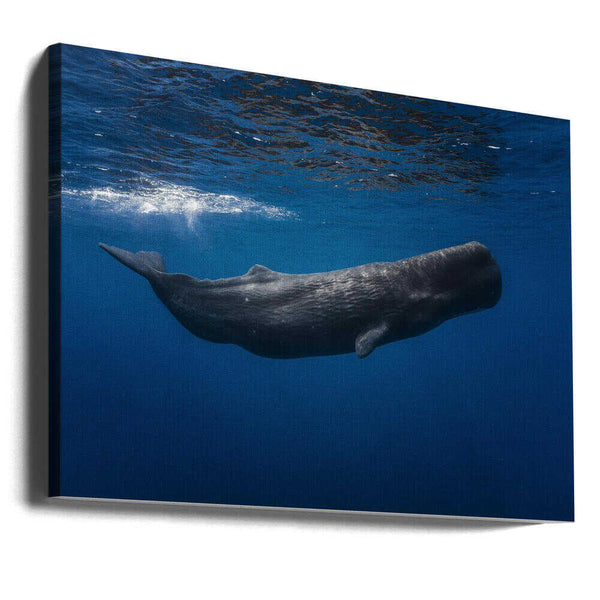 Tablou canvas „Sperm whale” de Barathieu Gabriel