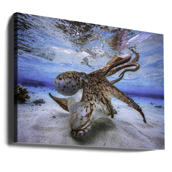 Tablou canvas „Dancing Octopus” de Barathieu Gabriel
