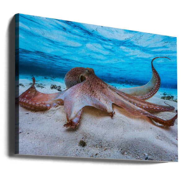 Tablou canvas „Octopus” de Barathieu Gabriel