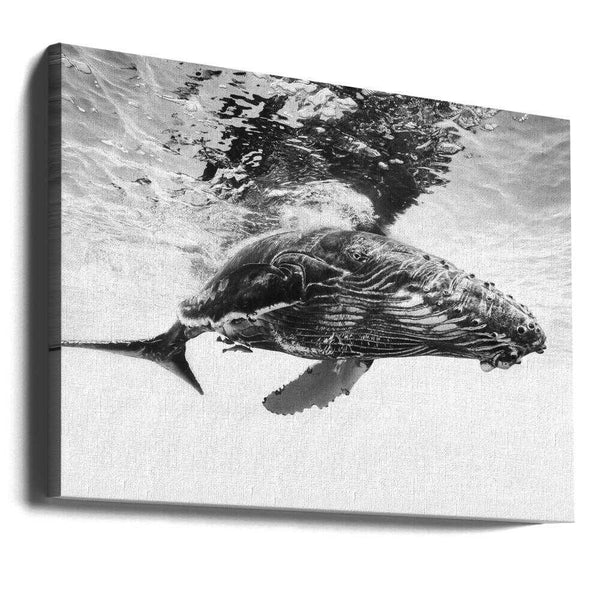 Tablou canvas „Humpback whale calf” de Barathieu Gabriel
