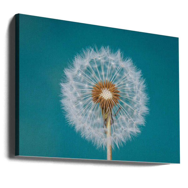 Tablou canvas „Dandelion” de Bess Hamiti