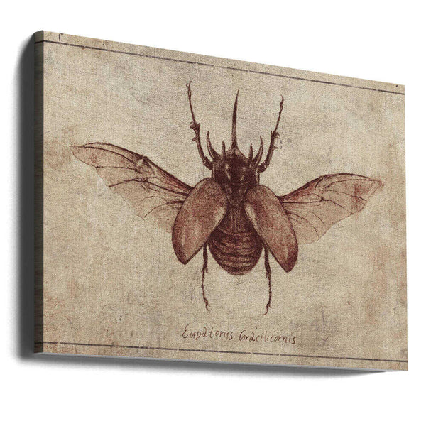 Tablou canvas „Eupatorus Gracilicornis Copy” de Mike Koubou