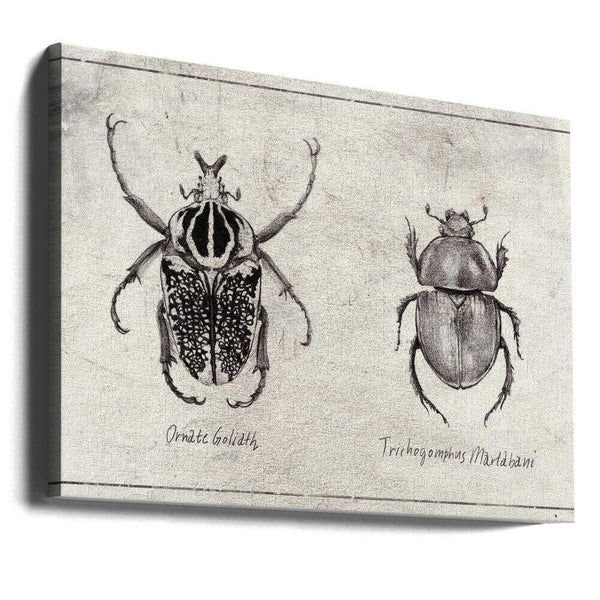 Tablou canvas „Ornate Goliath  Trichogomphus Martabani” de Mike Koubou