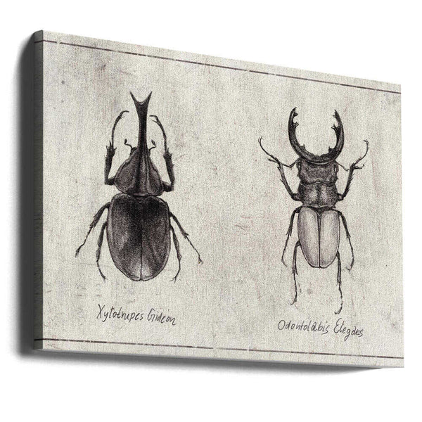 Tablou canvas „Xylotrupes Gideon Odontolabis Elegans” de Mike Koubou