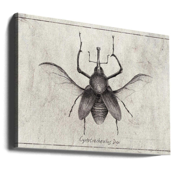 Tablou canvas „Cyrtotrachelus Dux” de Mike Koubou