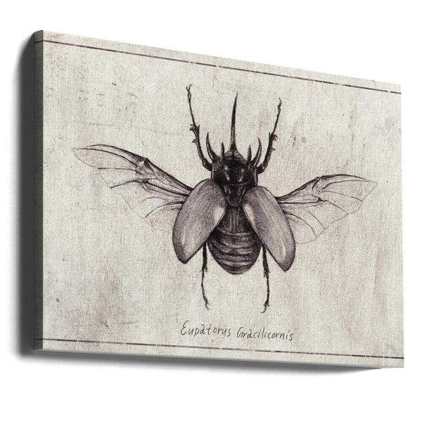 Tablou canvas „Pencil Drawing Of A Eupatorus Gracilicornis Beetle” de Mike Koubou