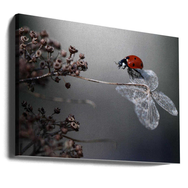 Tablou canvas „Ladybird on hydrangea.” de Ellen van Deelen