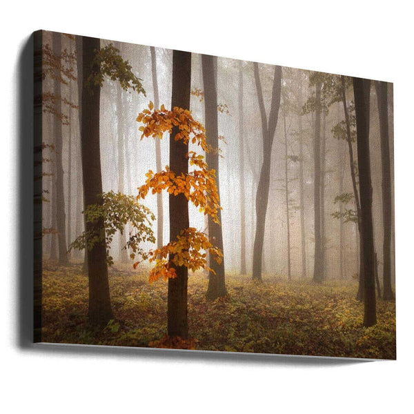 Tablou canvas „In November Light” de Nicolas Schumacher