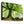 Tablou canvas „Ponthus' Beech” de Christophe Kiciak