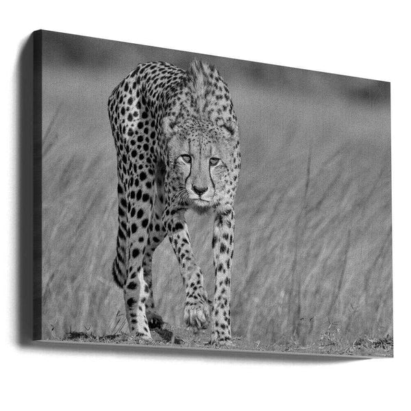 Tablou canvas „Focused predator” de Jaco Marx