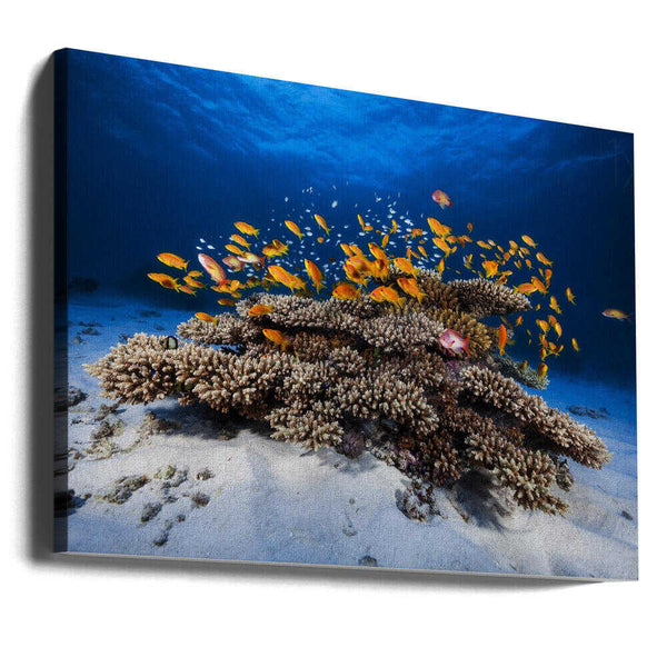Tablou canvas „Marine Life” de Barathieu Gabriel