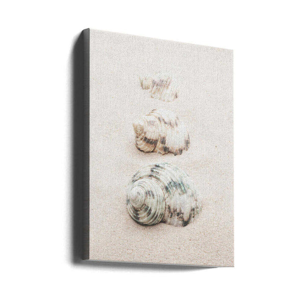 Tablou canvas „Shells” de Pictufy Studio III