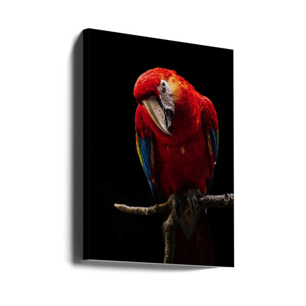 Tablou canvas „Portrait of Scarlet Macaw” de Andi Halil