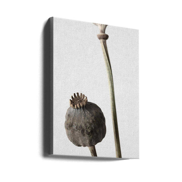 Tablou canvas „Dried_005” de Pictufy Studio III