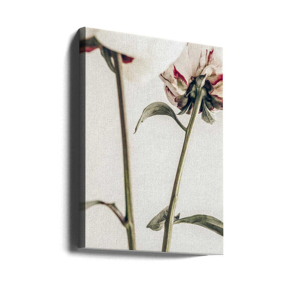 Tablou canvas „Peony 01” de Pictufy Studio III