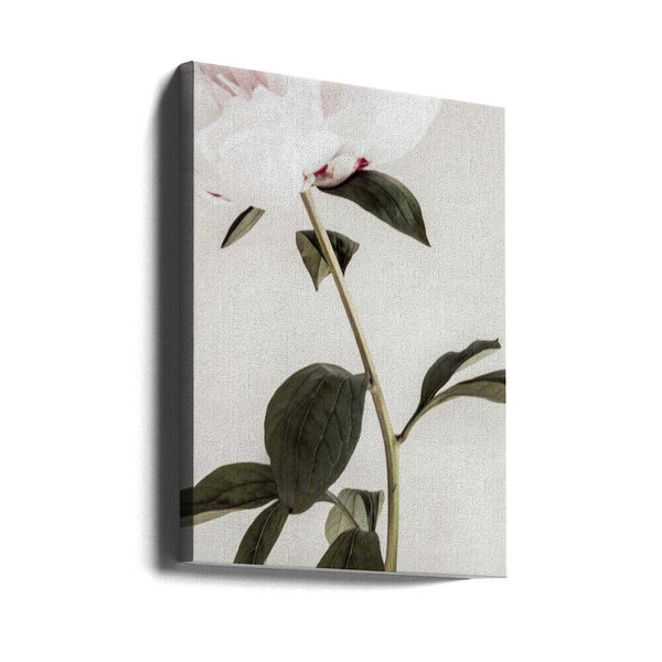 Tablou canvas „Peony 09” de Pictufy Studio III