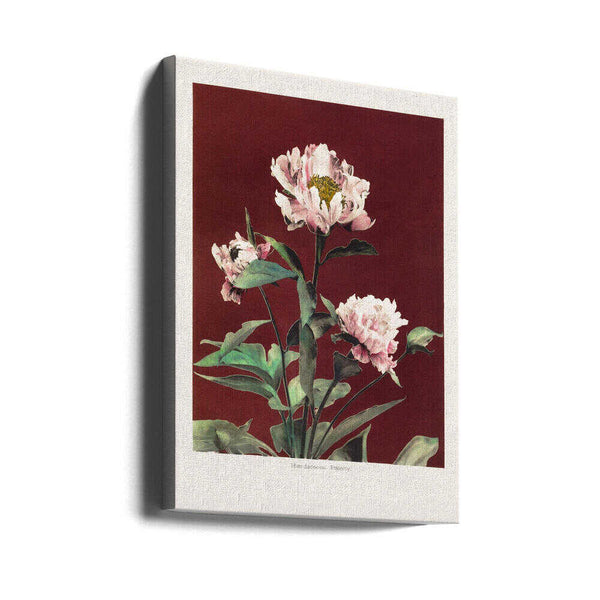 Tablou canvas „Hærdaceous Peony no2” de Ogawa Kazumasa