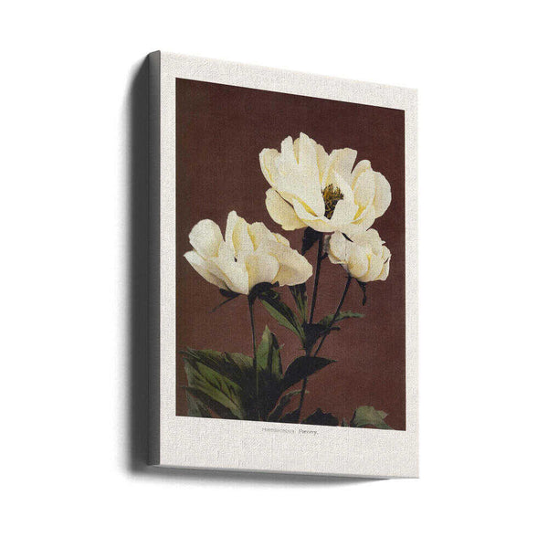 Tablou canvas „Hærdaceous Peony” de Ogawa Kazumasa