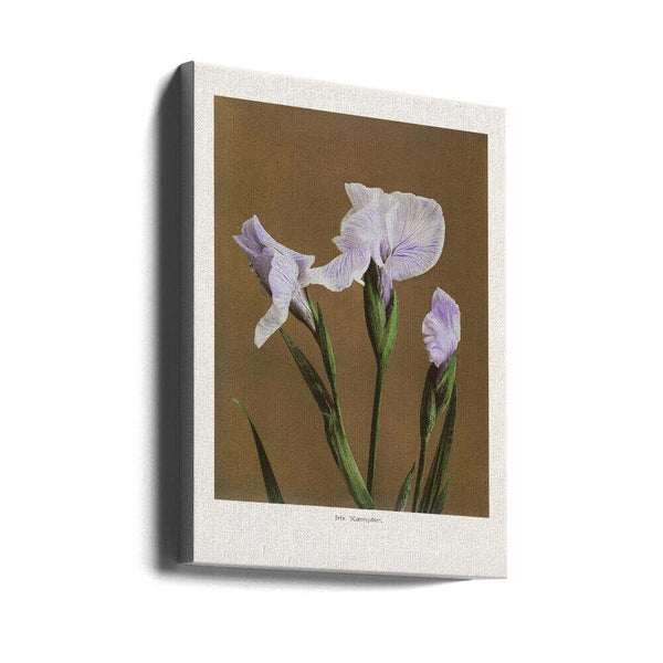 Tablou canvas „Iris Kæmpferi no2” de Ogawa Kazumasa