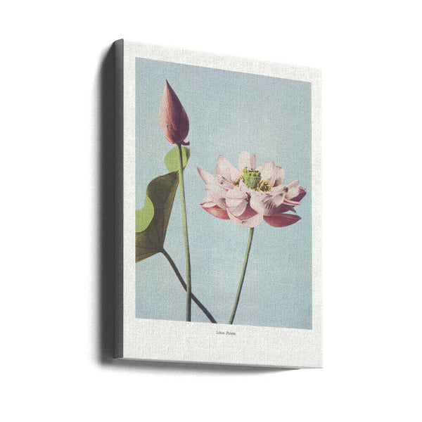 Tablou canvas „ Lotus Flowers” de Ogawa Kazumasa