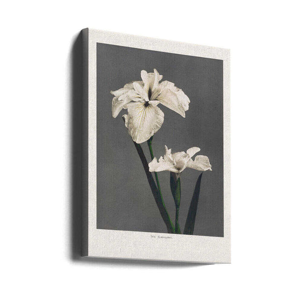 Tablou canvas „Iris Kæmpferi” de Ogawa Kazumasa