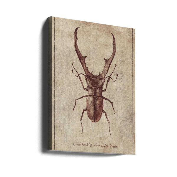 Tablou canvas „Antique Beetle Illustration” de Mike Koubou
