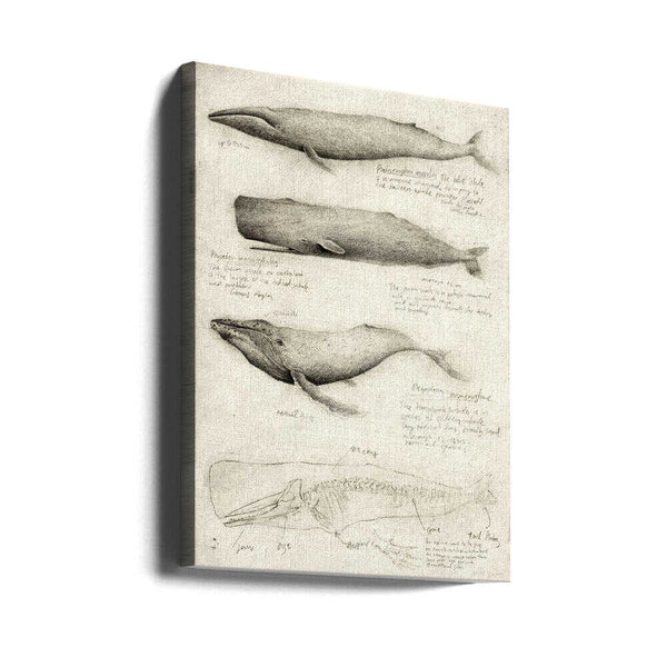 Tablou canvas „Sketches Of Various Whale” de Mike Koubou