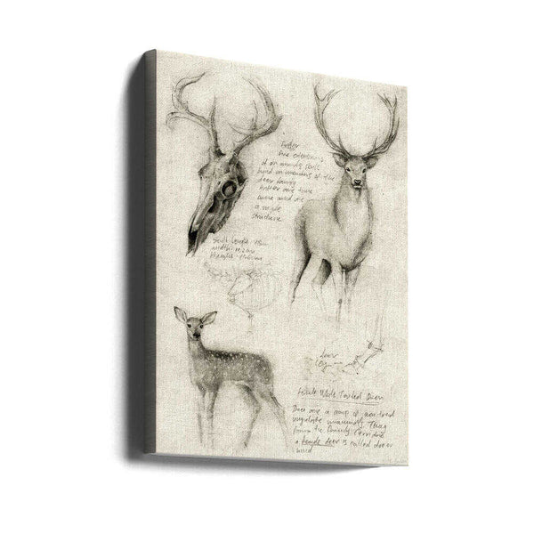 Tablou canvas „Anatomical Drawings Of Deer” de Mike Koubou