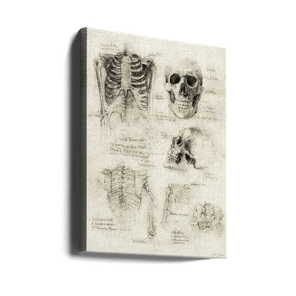 Tablou canvas „Bones of the Core Skull &amp; Ribcage Studies” de Mike Koubou