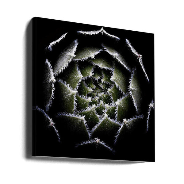 Tablou canvas „Sempervivum Rosette” de Victor Mozqueda