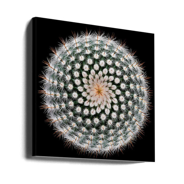 Tablou canvas „Notocactus scopa” de Victor Mozqueda