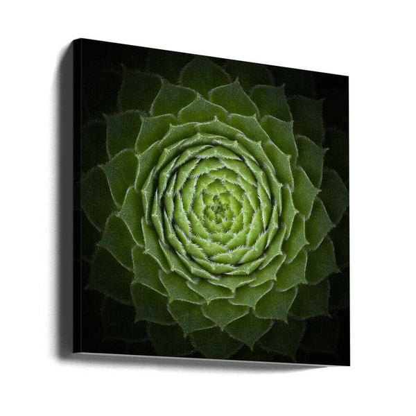 Tablou canvas „Succulent” de Victor Mozqueda