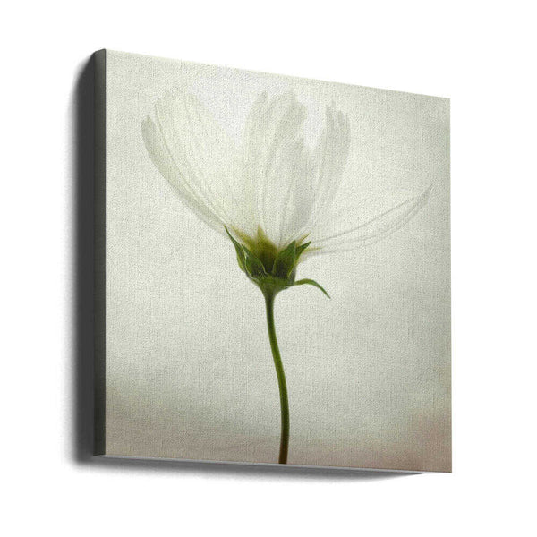 Tablou canvas „White cosmos” de Lotte Grønkjær