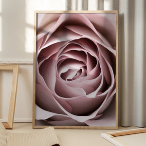 Tablou înramat „Pink Rose No 04” de Pictufy Studio III