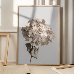 Tablou înramat „Beige dried flower” de Pictufy Studio III