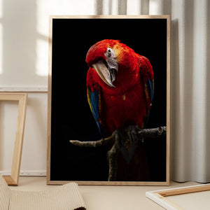 Tablou înramat „Portrait of Scarlet Macaw” de Andi Halil