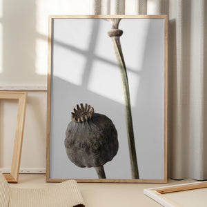 Tablou înramat „Dried_005” de Pictufy Studio III