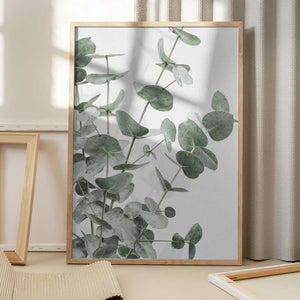 Tablou înramat „Eucalyptus_003” de Pictufy Studio III
