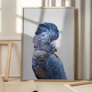 Tablou înramat „Black Cockatoo” de Kathrin Pienaar