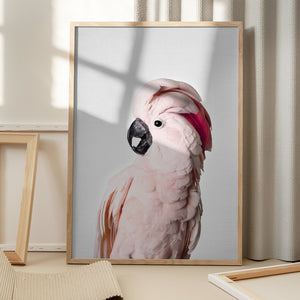 Tablou înramat „Pink Cockatoo” de Kathrin Pienaar