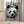 Tablou înramat „cat on panda bear” de Adam Lawless