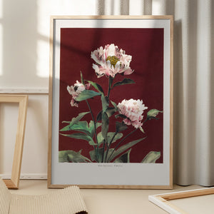Tablou înramat „Hærdaceous Peony no2” de Ogawa Kazumasa