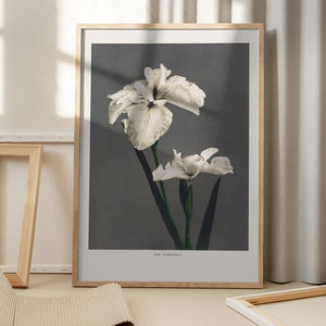 Tablou înramat „Iris Kæmpferi” de Ogawa Kazumasa